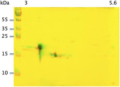 Identification of Post-translational Modifications on Odorant-Binding Protein Isoforms from Pig Olfactory Secretome by High-Resolution Mass Spectrometry: O-β-N-acetylglucosaminylation and Phosphorylation